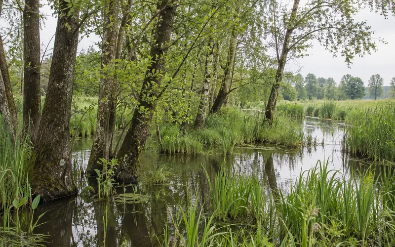 Bruchwald und Wiesen an der oberen Niers