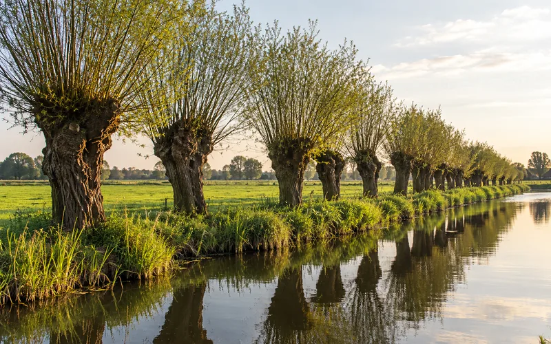 Kopfweidenreihe am Ufer der Niers