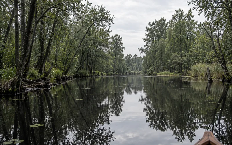 Weiter Wasserlauf durch dichten Erlenbruch bei bedecktem Himmel