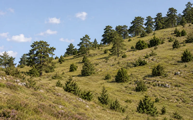 Wacholderheide an den Hängen des Altmühltals